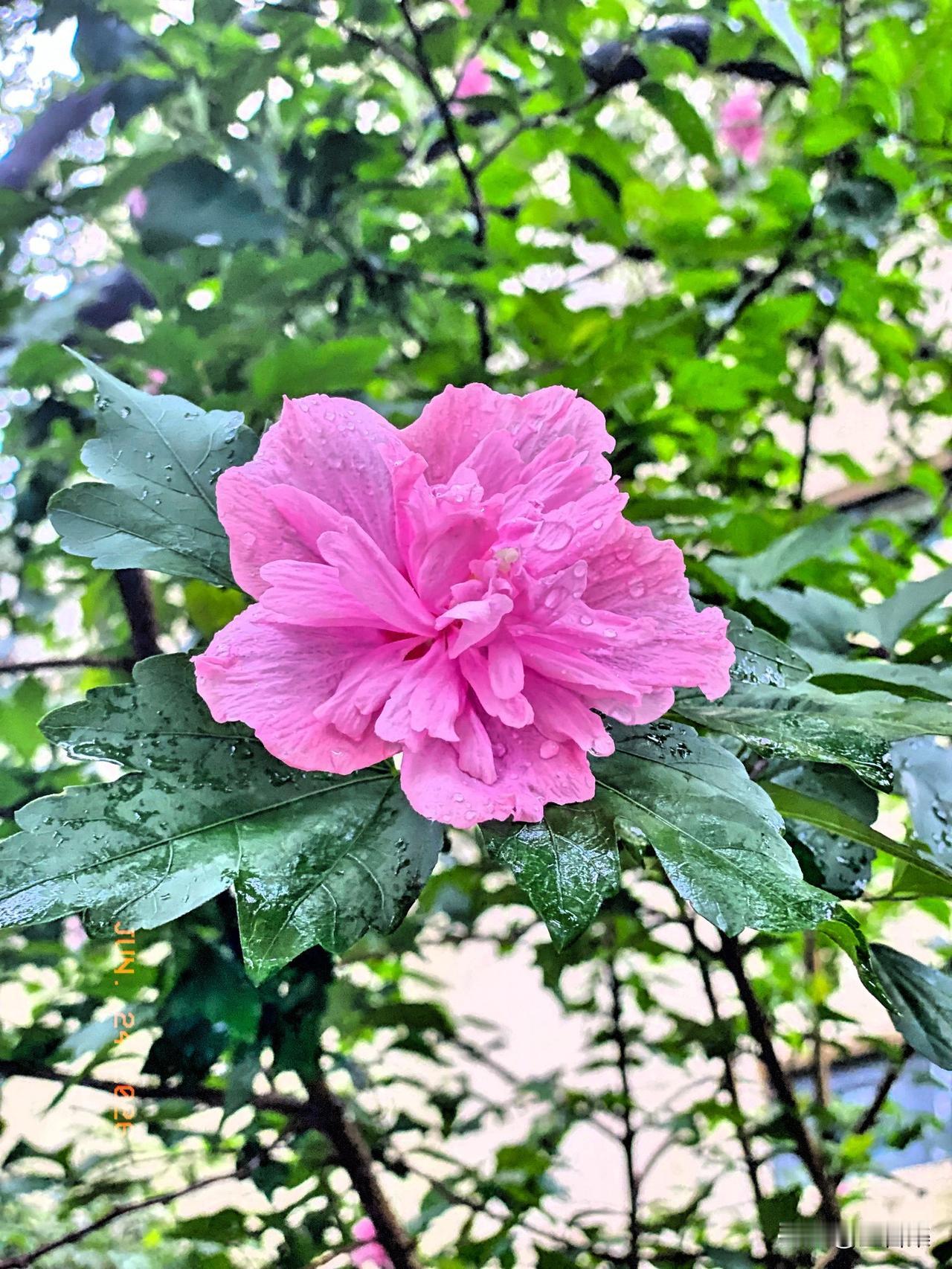 梅雨时节，那湿漉的重瓣木槿花简直是一幅绝美画卷。雨滴挂在花瓣上，让木槿花更显楚楚