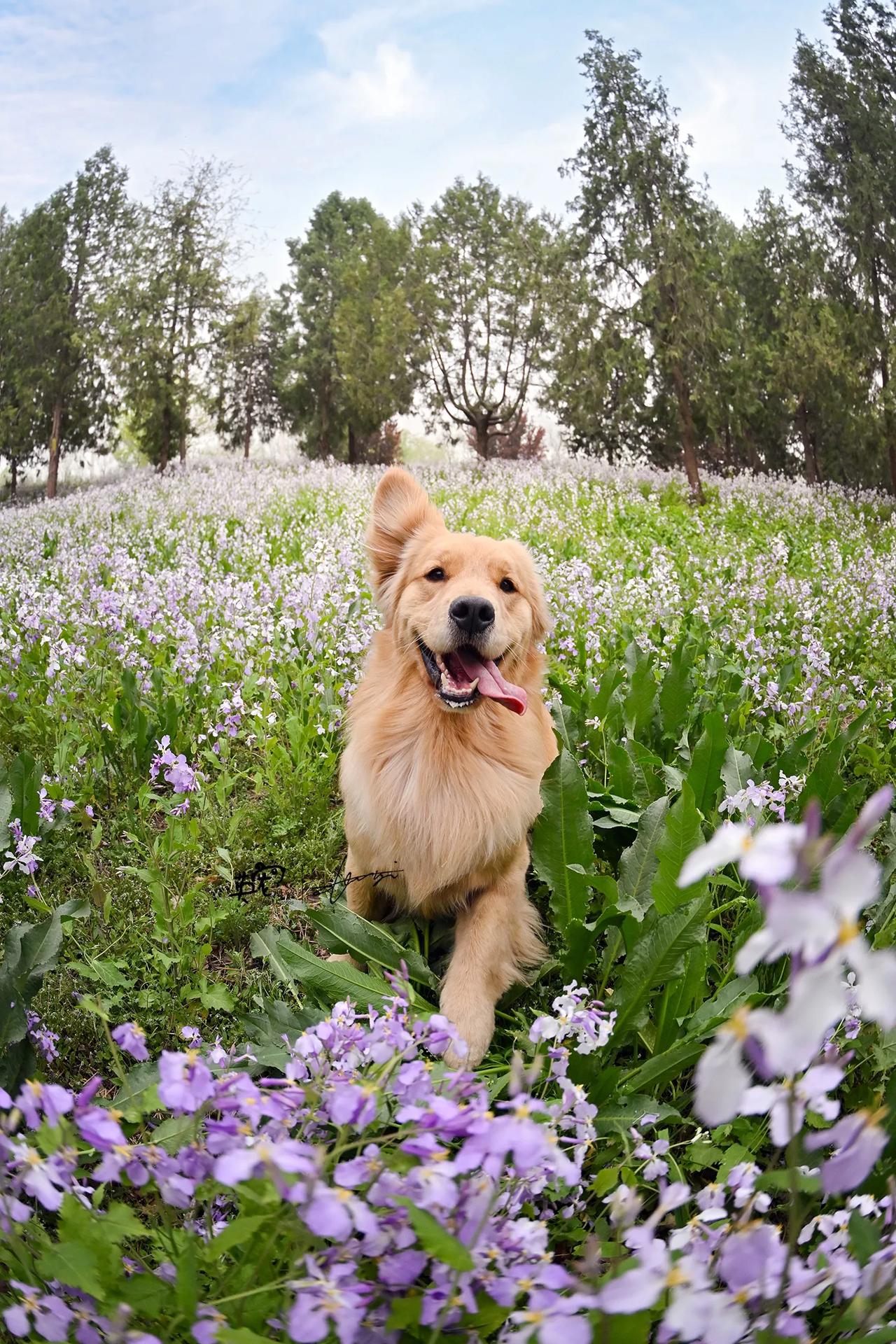 大金毛就是要热热闹闹，高高兴兴的！🥰
【花季拍摄】