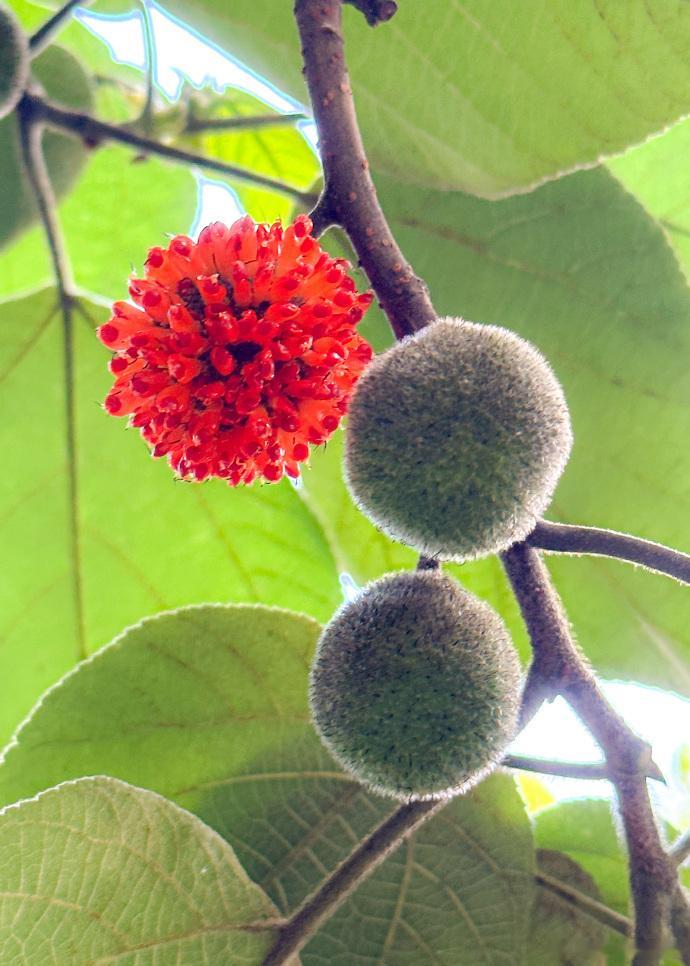 #中医式生活# “食饮有节”--出自《黄帝内经·素问·上古天真论》人碰到好吃、好