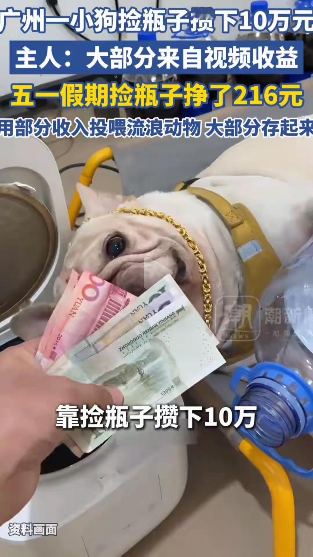 一只狗捡瓶子攒了10万块，
你敢信？广州这只法国斗牛犬叫小白，
火了快五年了。