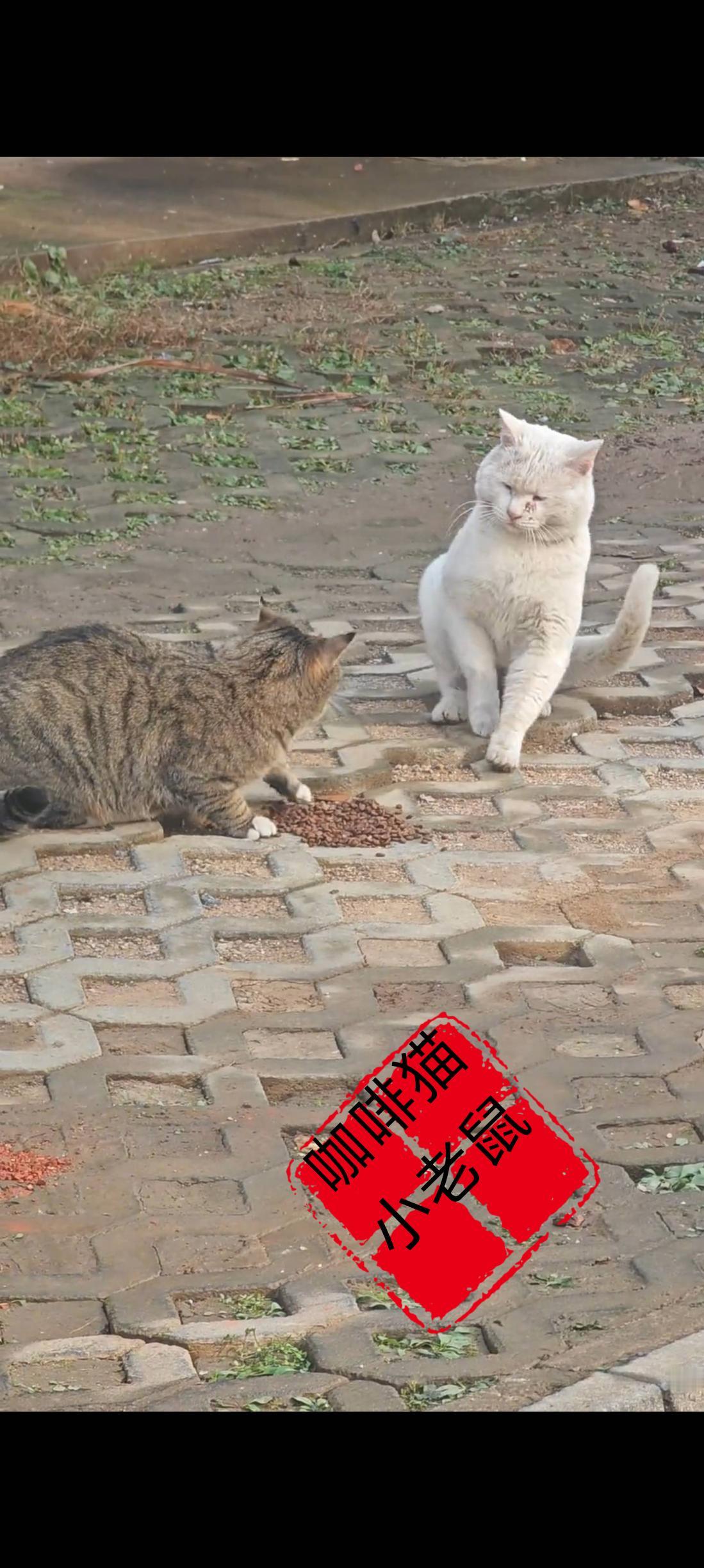 这只白色的流浪猫由于肤色的原因，经常受到同类的欺负，不仅群居的时候不被待见，甚至