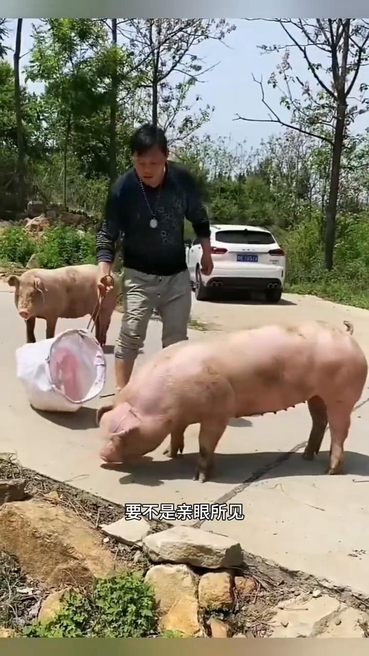 抓猪高手。
要不是亲眼所见真是让人难以相信。大哥利用一个塑料袋把猪的头套住，猪不