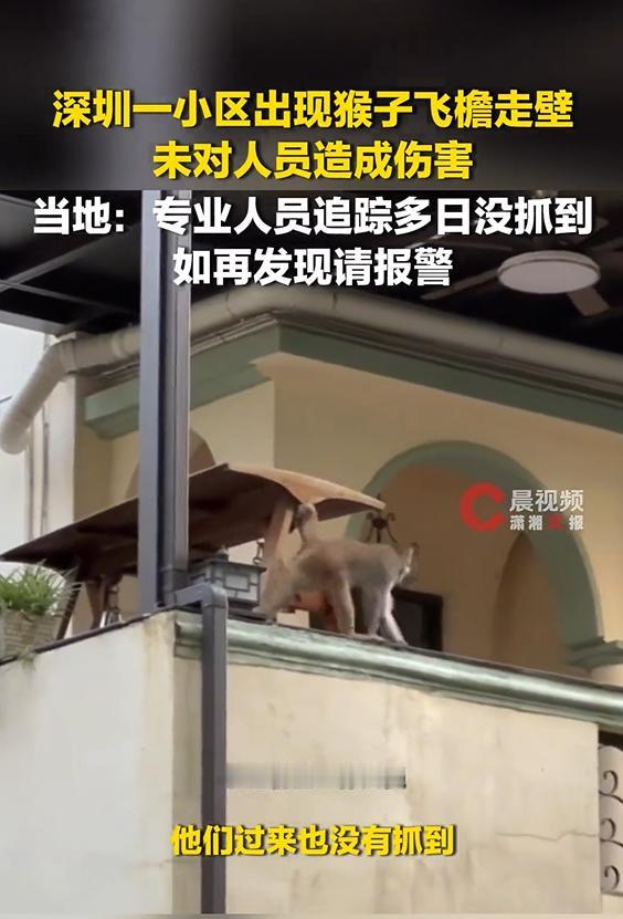 8 月 12 日，据潇湘晨报・晨视频报道，深圳龙岗鸿威鸿景华庭小区近日迎来一位特