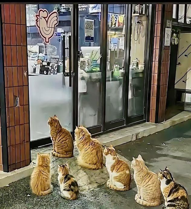 北京有家快黄了的烤鸡店，老板每晚把卖不出去的鸡扔给流浪猫。半年后，十几只猫居然自