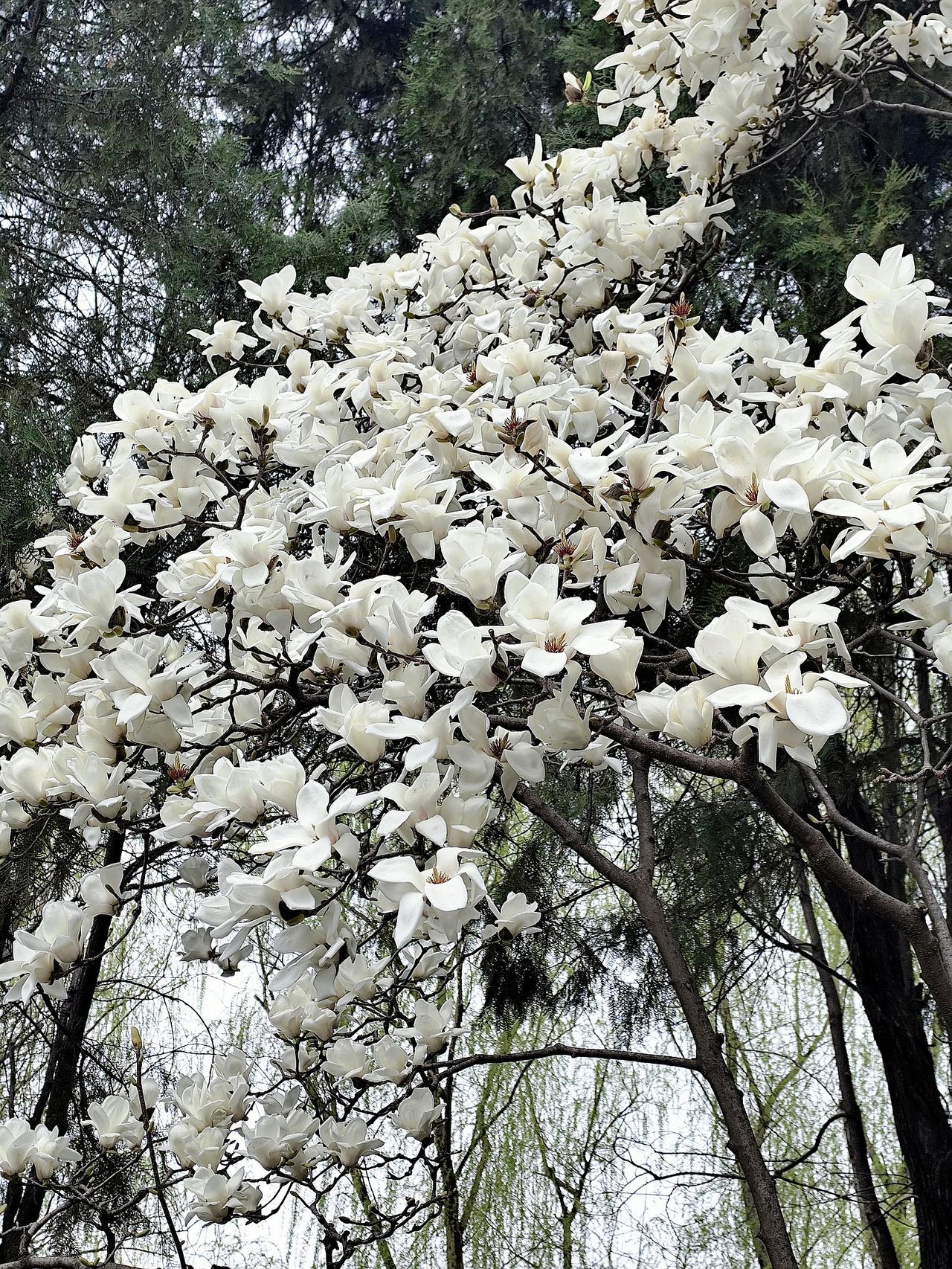 真的觉得好可惜！这几天朋友圈全被广仁寺、卧龙寺的玉兰刷屏了，人挤人不说，拍个照都
