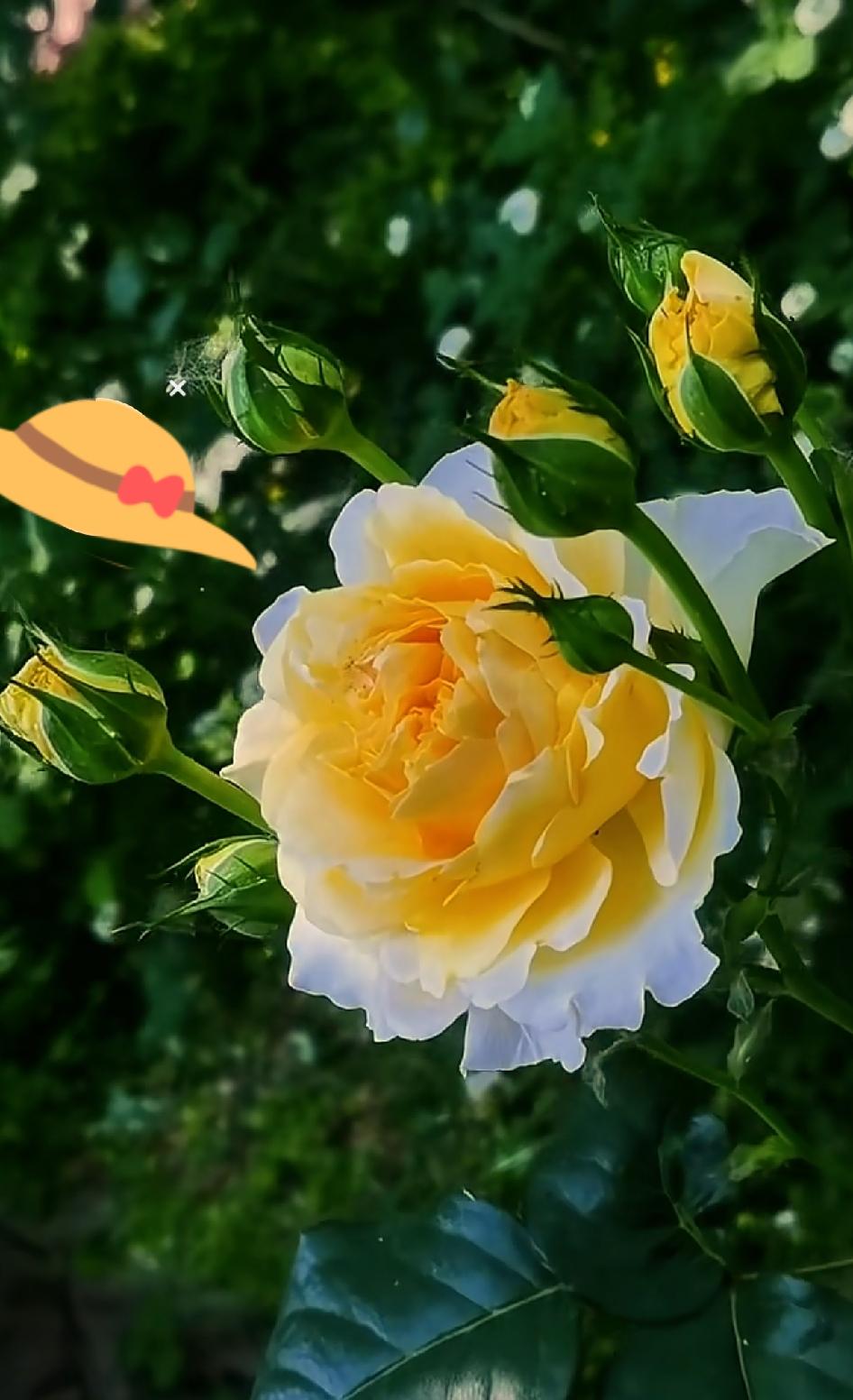 分享一张你拍的花，什么花都行随手拍～