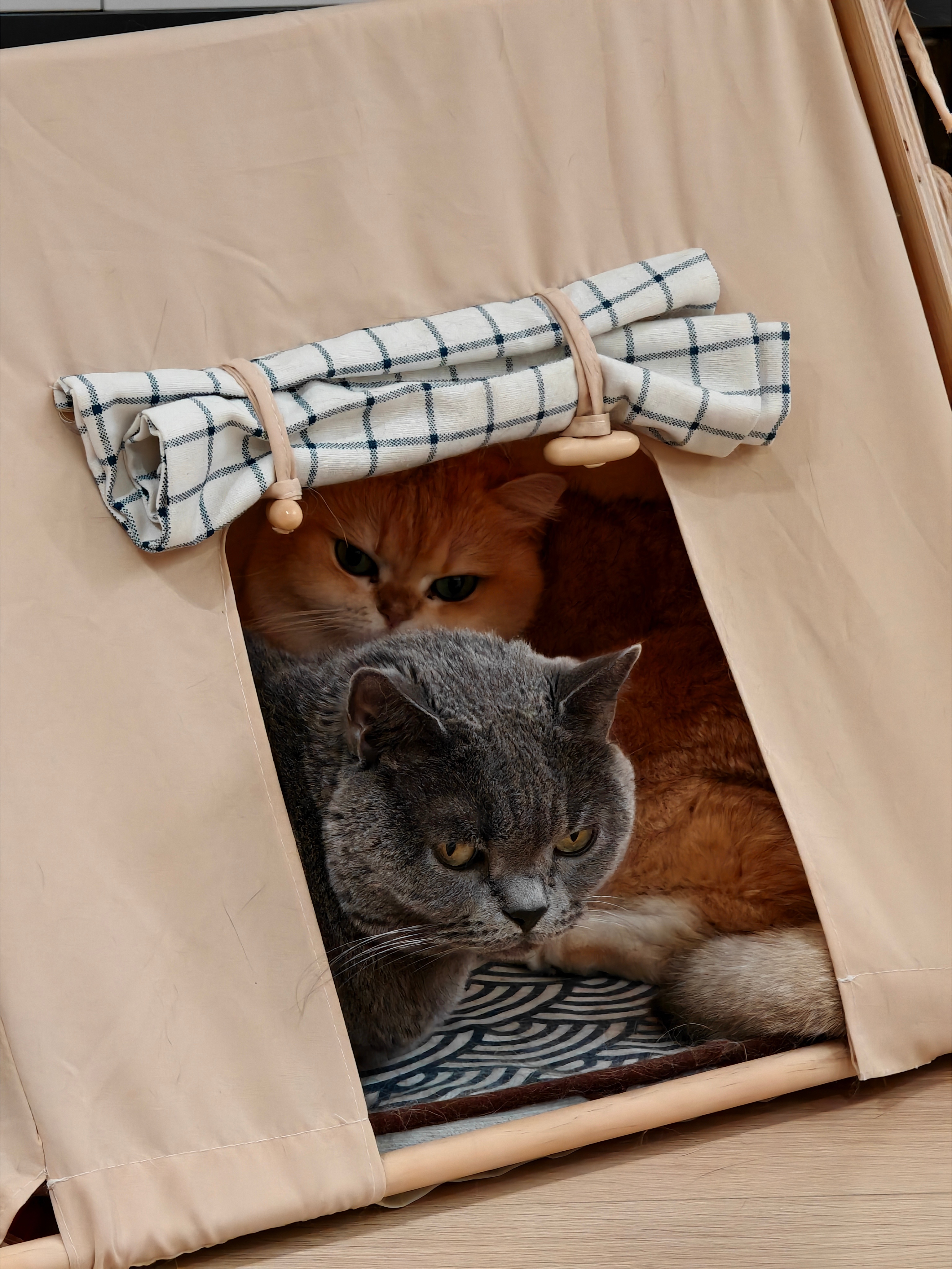 帐篷争夺战的后续