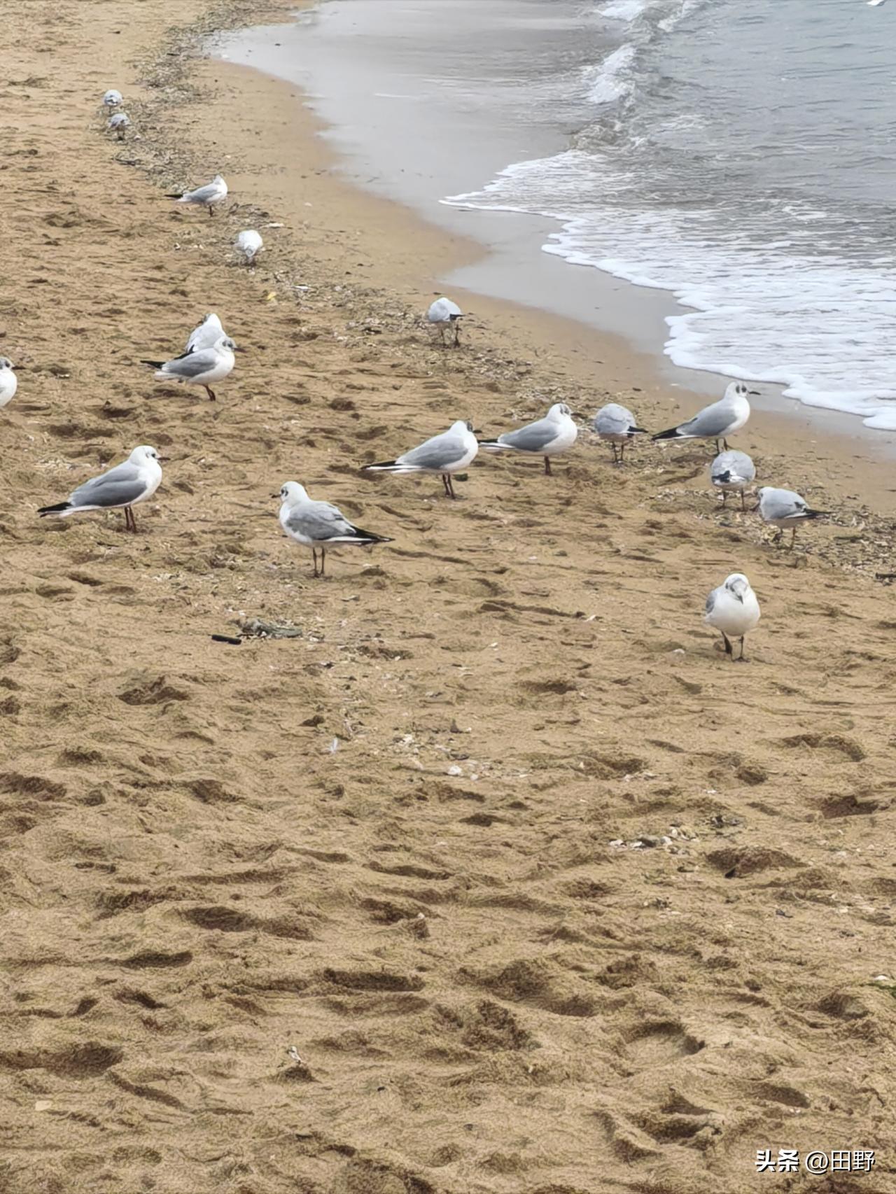 晒图笔记大赛 最近社交平台上“海鸥雨”话题超火，到处都是漫天白羽飞舞的画面。我也
