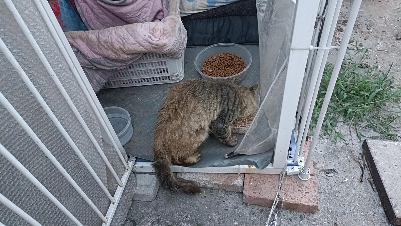 猫霸王真是顽强，历经两次被狗咬伤，数次口炎复发，都一次一次熬过来了。经过持续不断