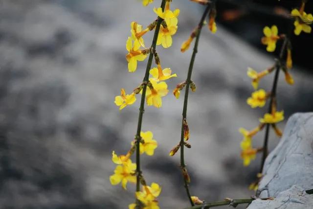 漫天飘舞降瑞花
文/冰笑
一夜飞雪洒万家，
漫天飘舞降瑞花。
落地隐身滋泥土，