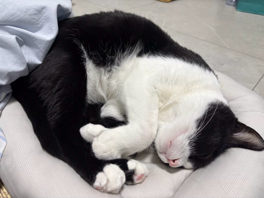 据说看过的都困了daily奶牛猫 （投稿：） 