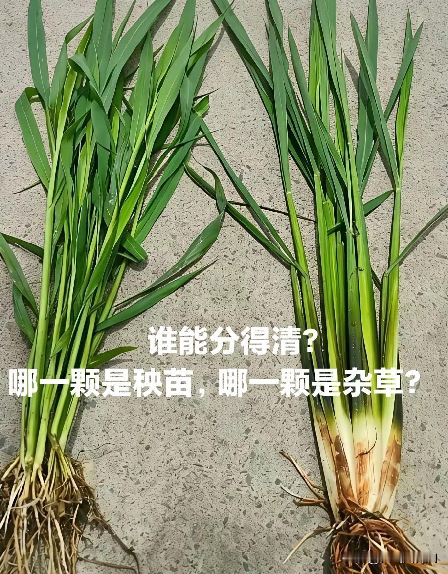 不少人根本不了解农业，总觉得农民种粮食不需要多高的文化水平。我想问问大家，如果不