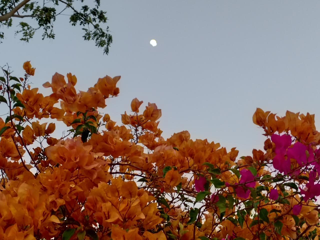 又一处花花世界三角梅 三角梅花瓣 随拍花景 公园里拍花朵