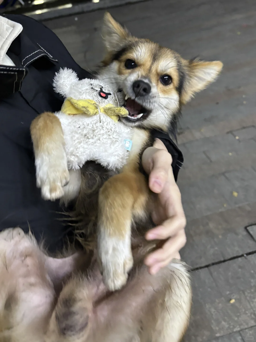 狐狸狗被抱在怀里也要咬最喜欢的玩具