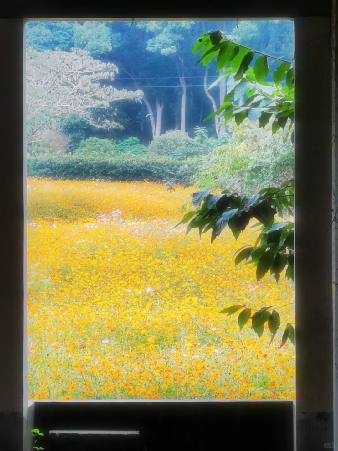 上海周边的格桑花海！现实版莫奈花园