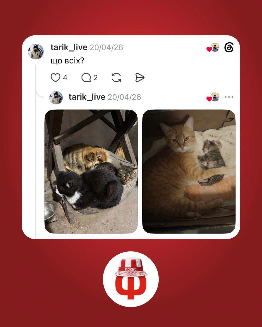 🐈 前线猫咪的“参军前后”对比照近日，乌克兰军人在社交平台上发起了一场温暖又可