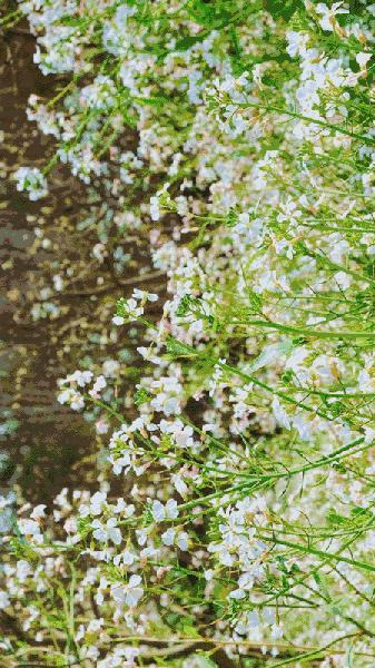 岁月无情写沧桑