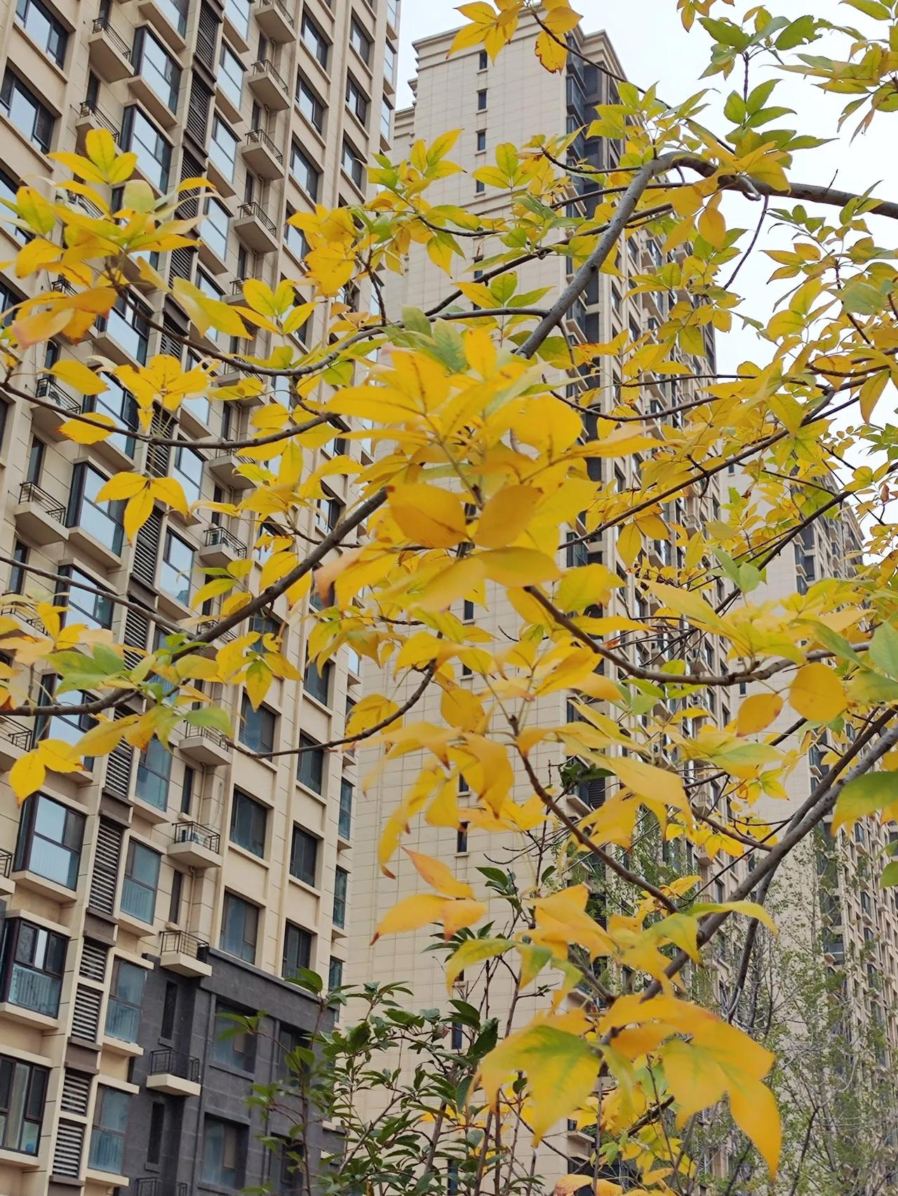 阴天，从小公园里走过，看到一棵漂亮的树，明黄色的树叶在灰暗的天地间显得那么耀眼，