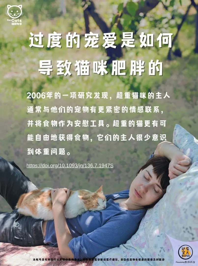 过度的宠爱是如何导致猫咪肥胖的