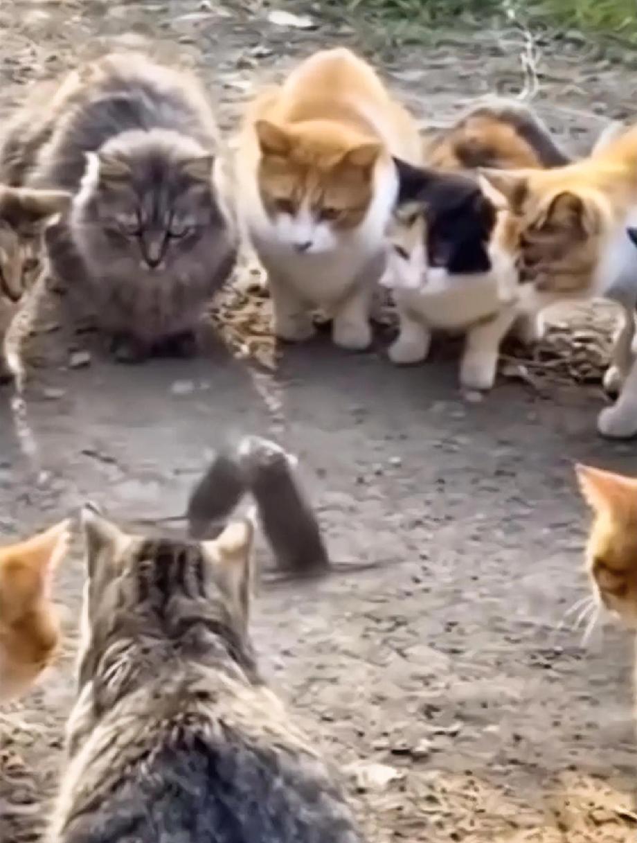 初看这张照片，就是感觉挺乐呵的!
一群猫看着两只老鼠打架!
但是随后一股无力感，