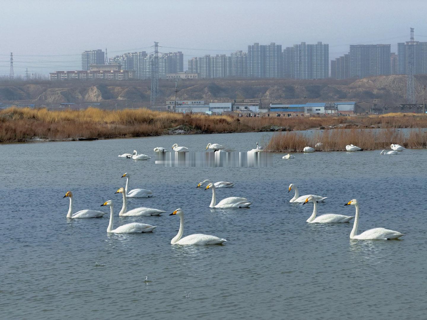 山西深耕湿地保护绘就生态画卷    湿地被誉为“地球之肾”，是涵养水土、净化环境
