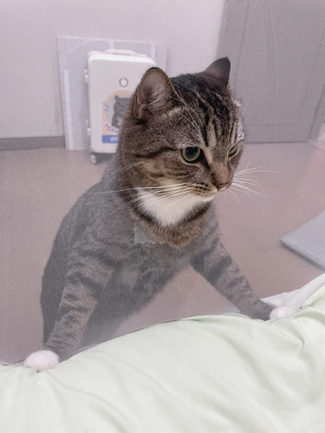 到底谁在喜欢这只狸花猫？？