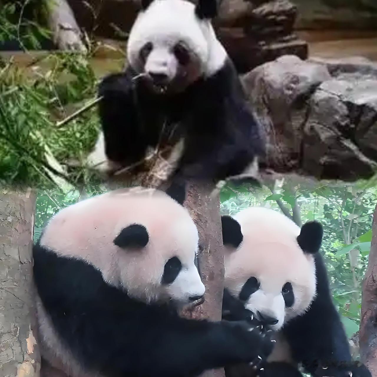 不愧是咱中国国宝！
灵性直接拉满这软乎乎的可爱劲儿，
隔着屏幕都被治愈了

大熊