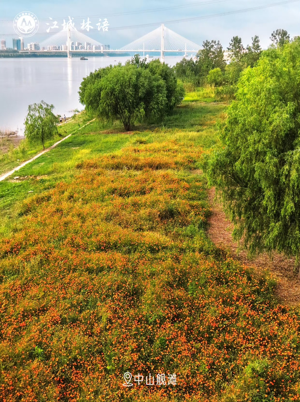来武汉游长江赏湖光 【花海草海刷屏！武汉正是出片好时候 】立秋后的武汉，暑气未散