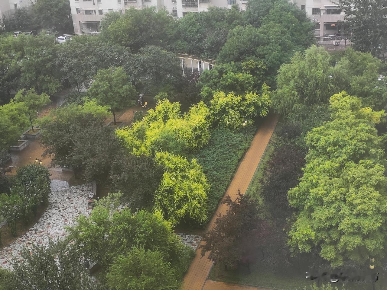 细雨过后的社区小公园满目清新，各色树木层层错落，鲜亮的浅金绿叶、浓翠乔木搭配深紫