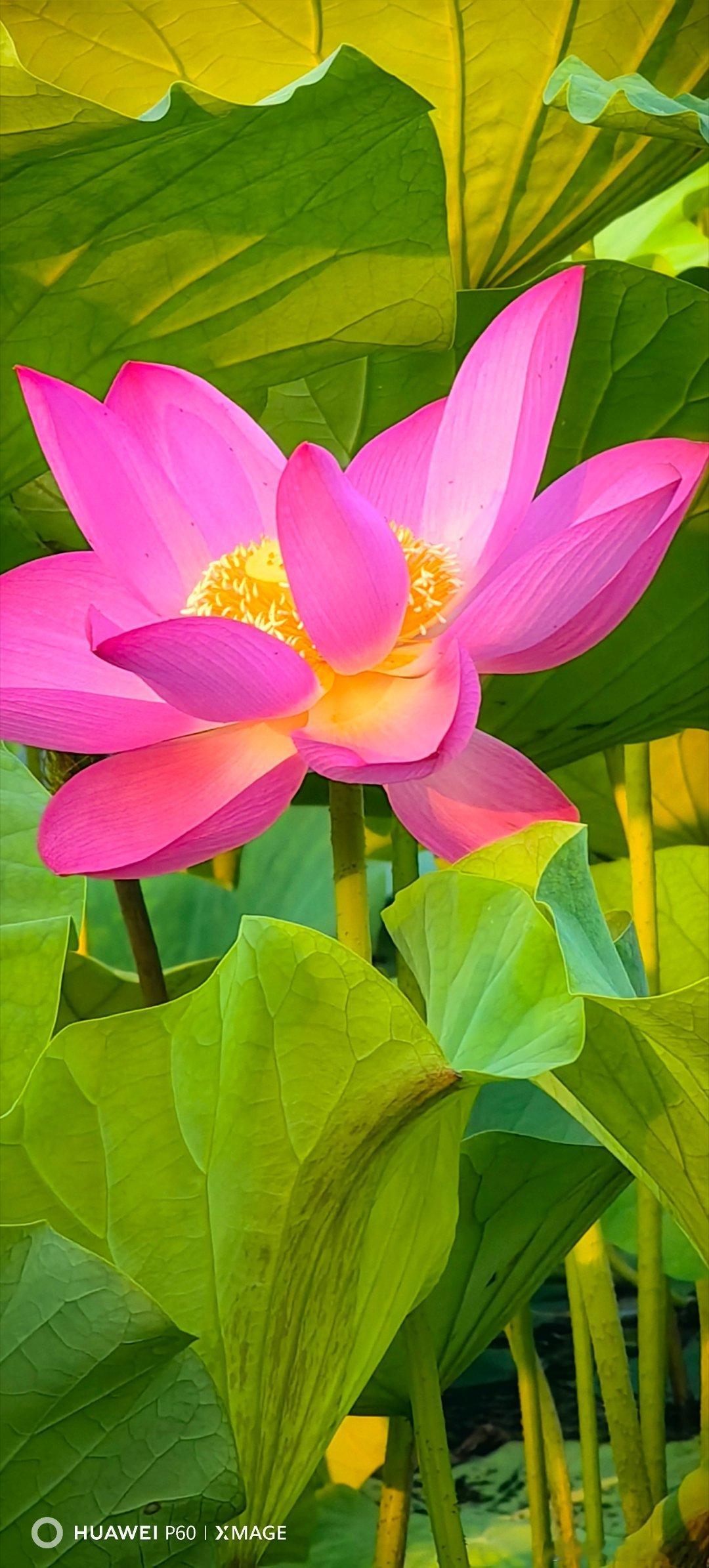 荷塘与朝晖相呼应。荷花荷叶莲花 北京·白浮泉公园