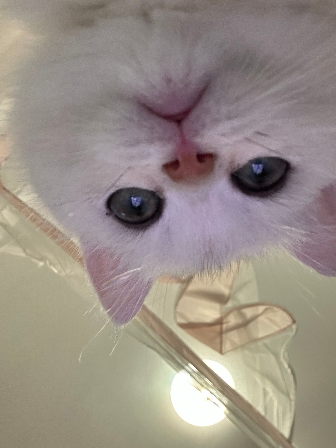 就这样长大了小卷每天睡在妈妈怀里～ 