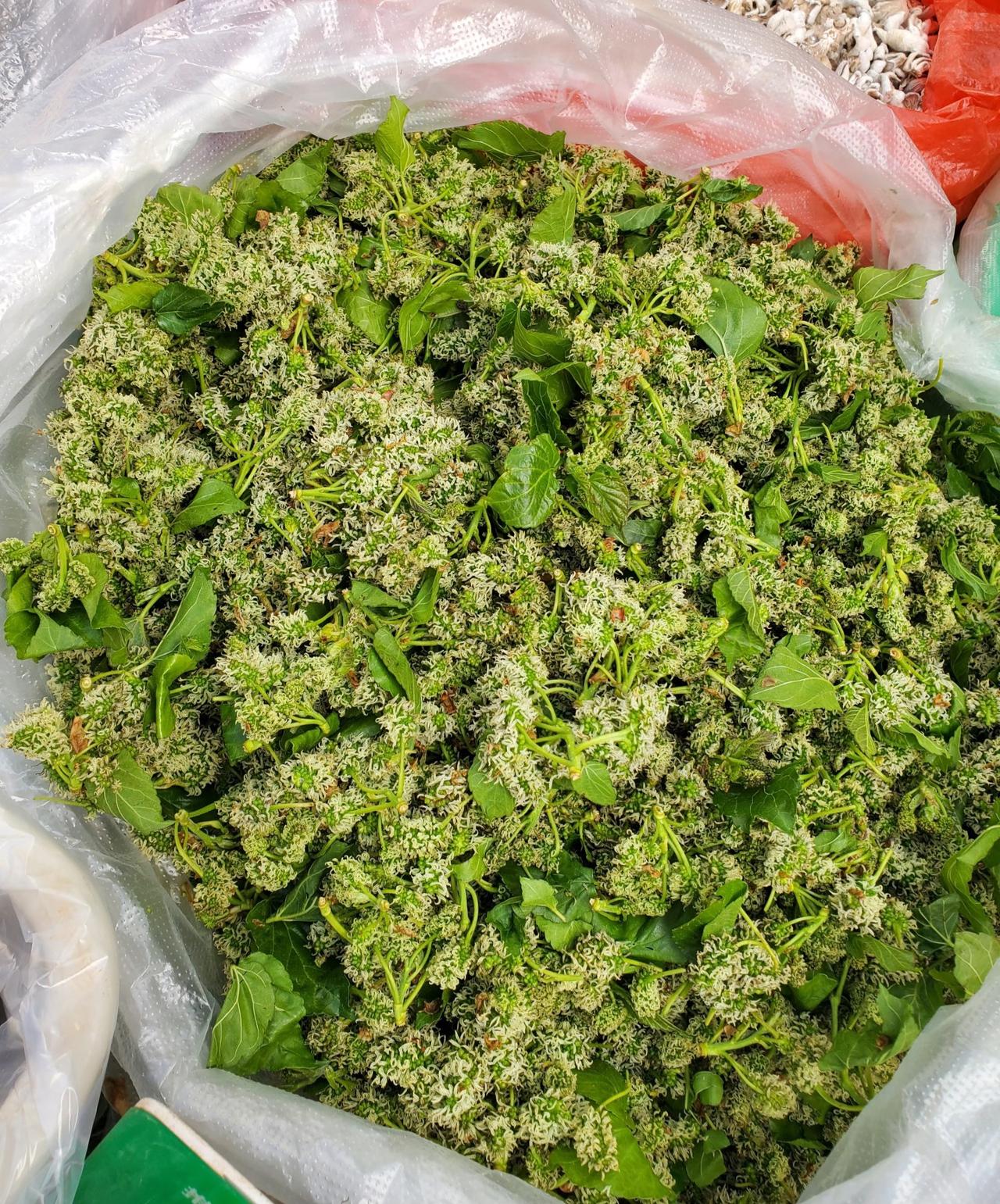 云南春菜真的太丰富了
这是随便在云南菜市场看到的野菜
说实话除了香椿认识之外
其