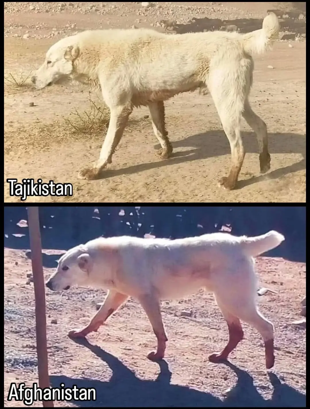 塔吉克斯坦和阿富汗的原住民猎狼犬