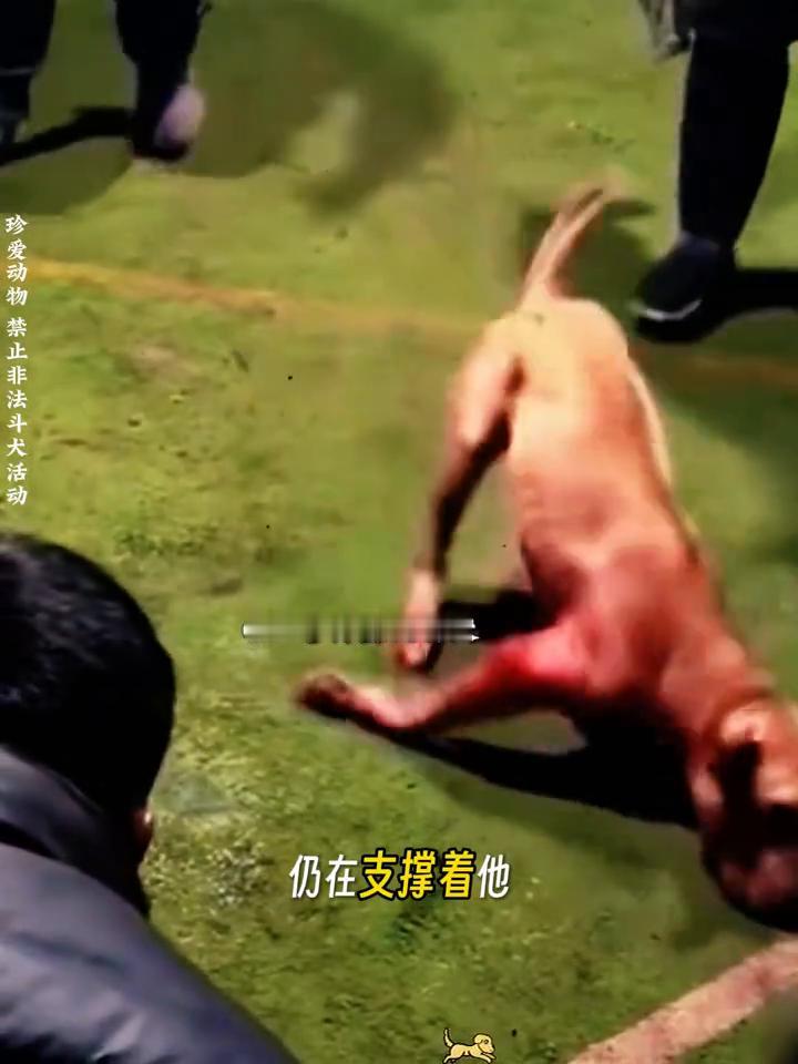 比特精神：拼到力竭倒地也不肯认输。
二哥钟爱比特犬。
这只比特犬早已拼到力竭虚脱