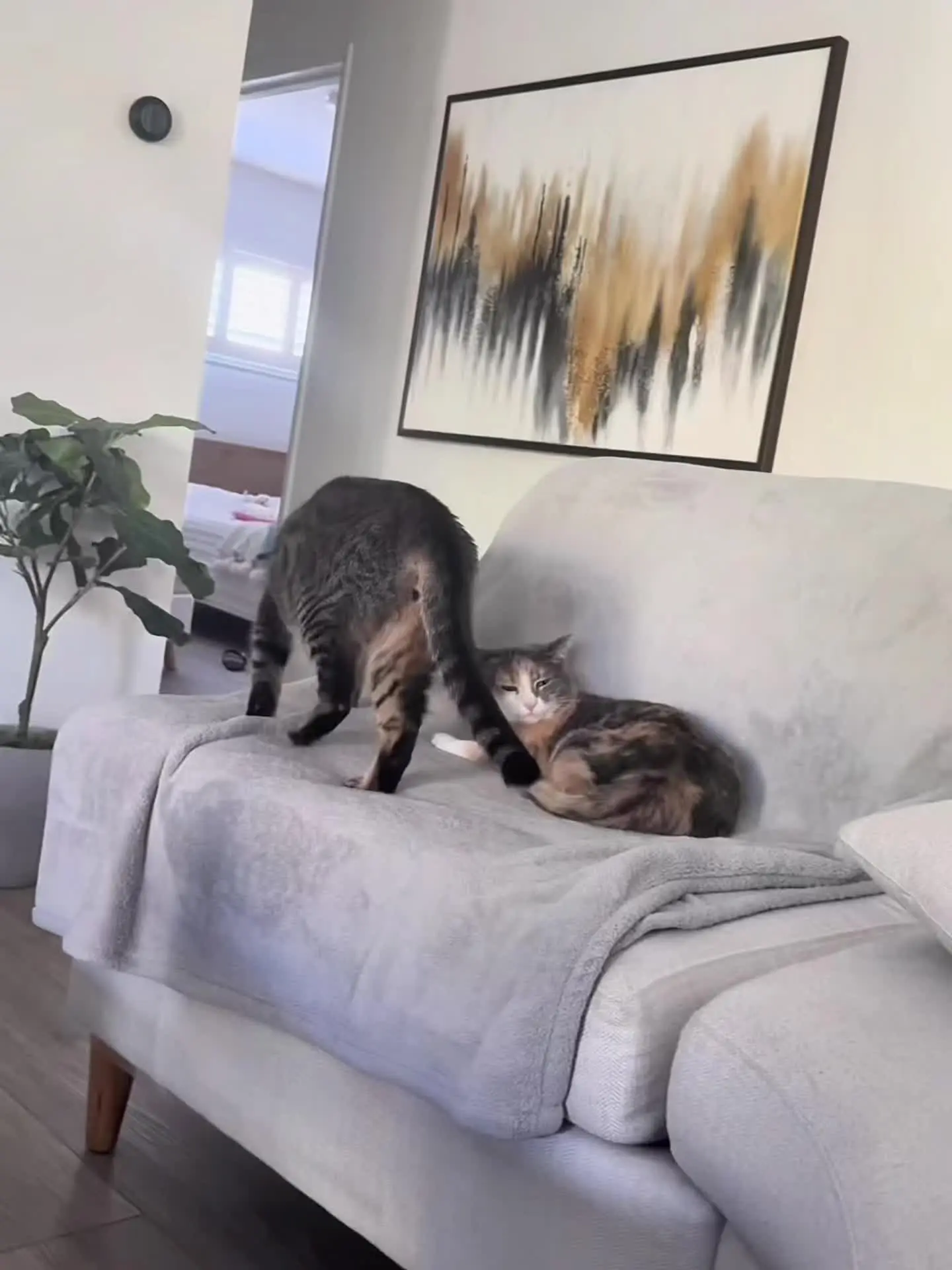 三花：还有脸回来！