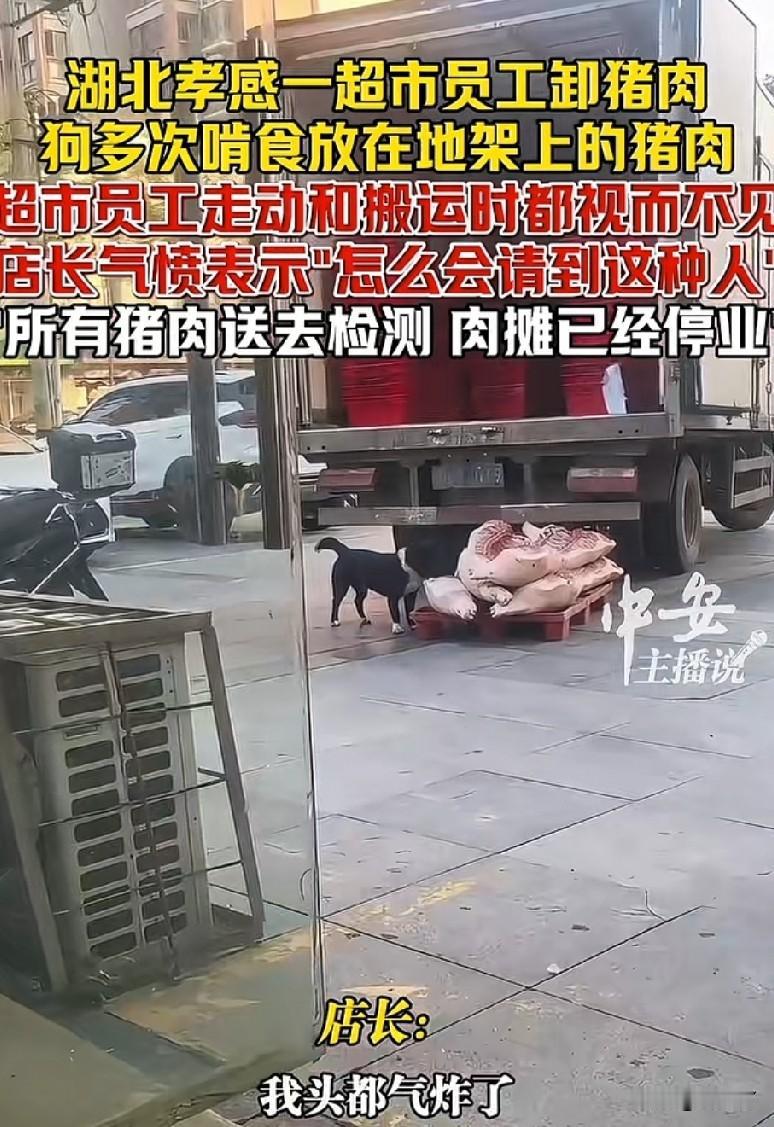 超市员工眼睁睁看着流浪狗啃食猪肉，却装作视而不见不去理会，这究竟是怕狗咬呢，还是