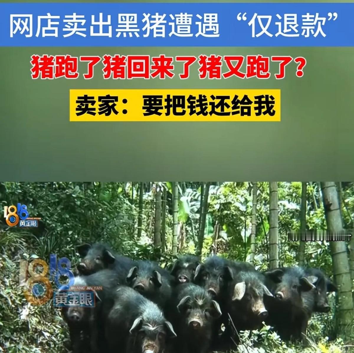 活久见！网购3头大黑猪，签收当天全跑没影了，买家气吼吼申请仅退款。

结果你猜怎