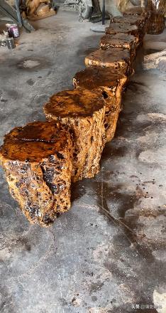 为什么枣木不能当柴烧？一位60岁的护林员告诉我，大部分树木死后都能当柴火烧，唯独