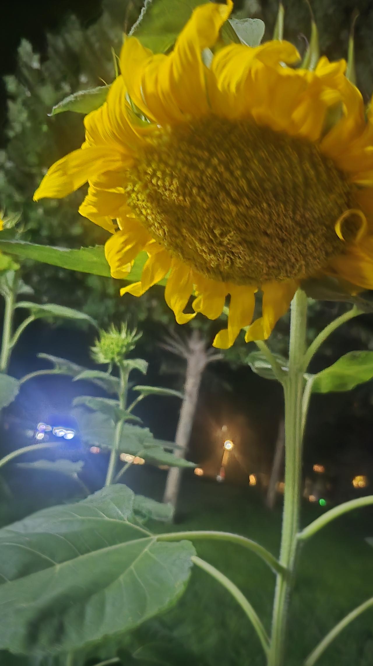 我认为是。我认为学历是改变命运的重要方式。人生懵懂，凡事不可能先觉先知，也不可能