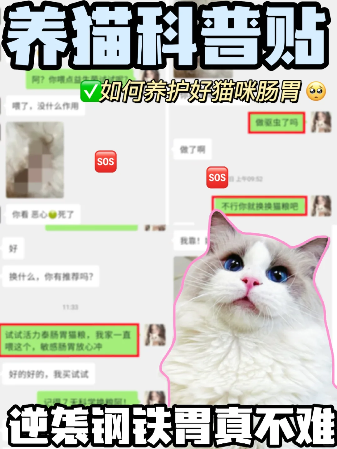 猫咪钢铁胃养成记！8招帮你告别猫咪玻璃胃