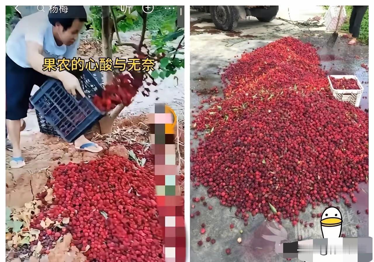 福建漳州的杨梅泡药事件现在已经开始反噬了，经销商卖不出去，没人收购，果农手里的杨