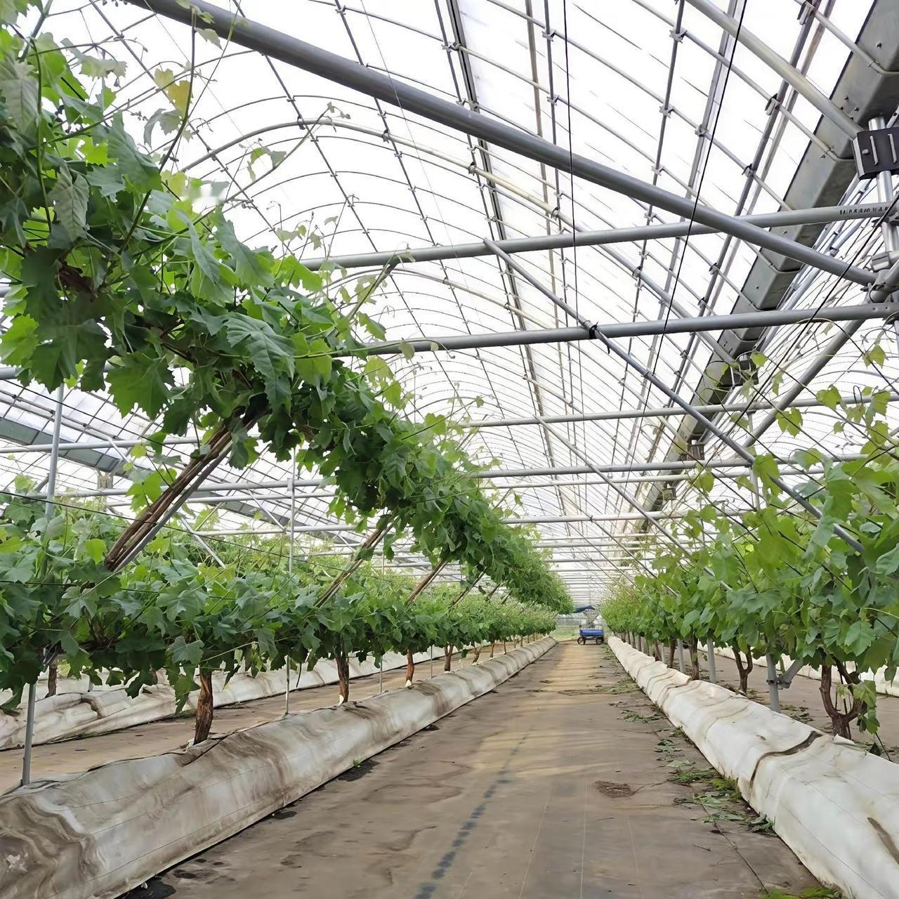 阳光玫瑰双层半限根栽培，可以借鉴葡萄大棚种植 阳光玫瑰限根栽培 双层葡萄架