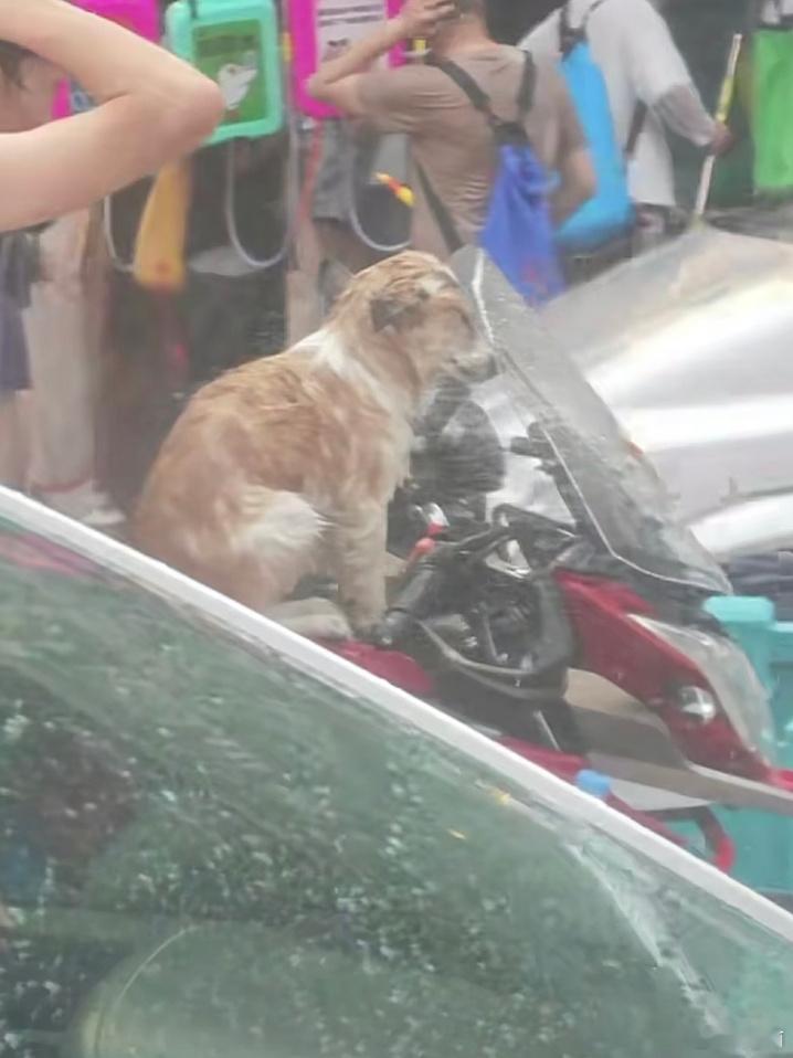 #云南的狗狗也过泼水节#泼水节路过的狗都要被泼两桶[doge]#我的春日狂欢日记