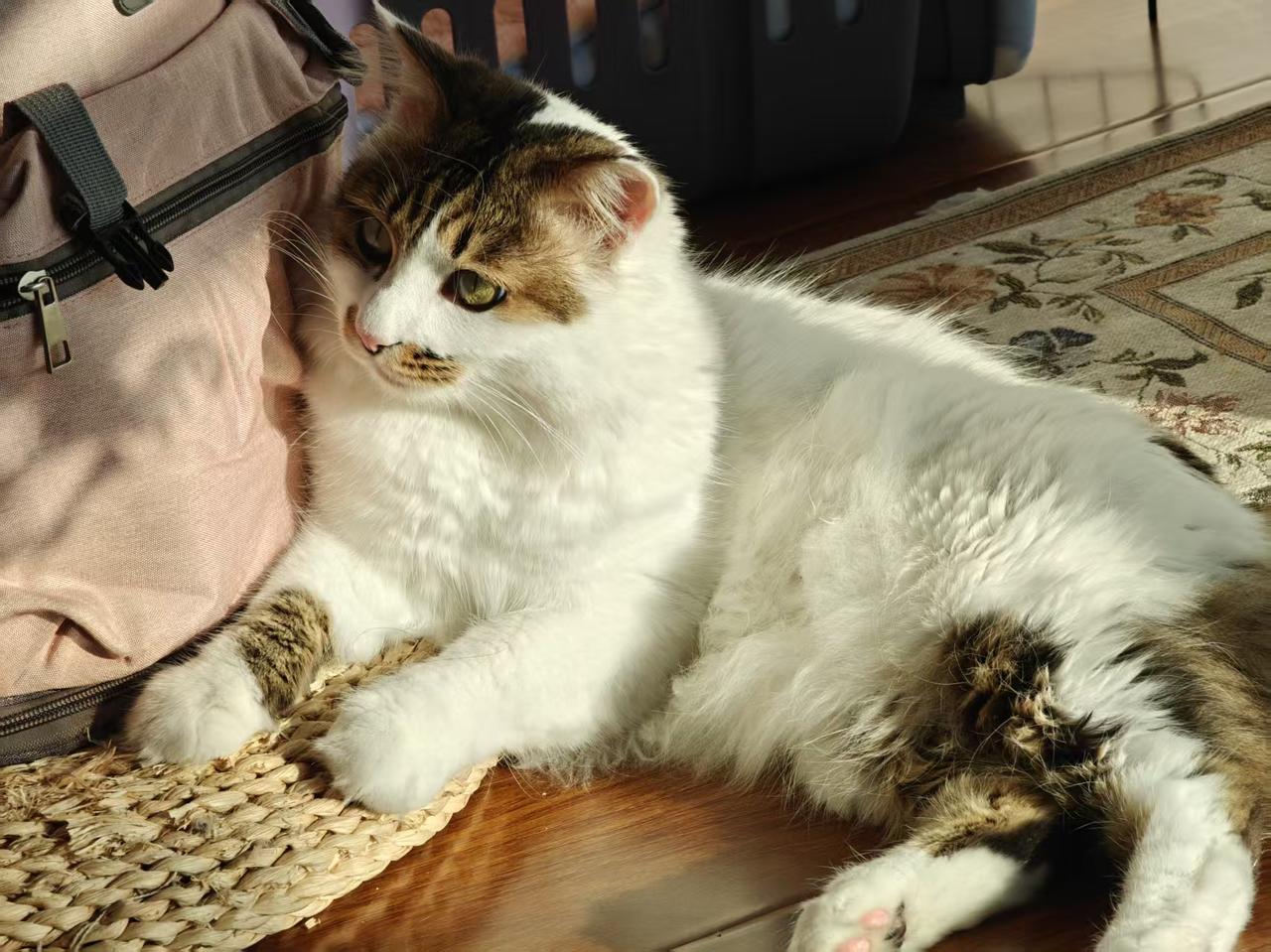 分享一张猫咪照片猫咪是造物主最用心塑造的动物，他们的脸型是最完美的，眼晴是最漂亮