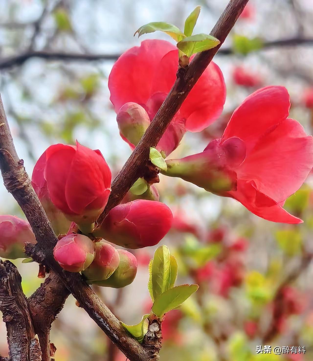 三月梨花漫成诗
 
三月梨花漫成诗，
素白轻扬落满枝。
风过无声香自远，
心无杂