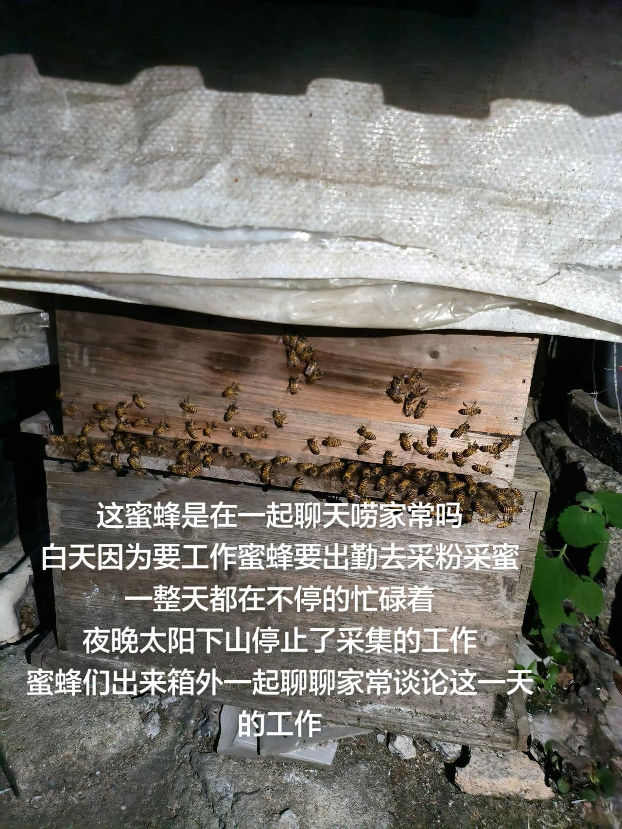 这蜜蜂是在一起聊天唠家常吗
白天因为要工作蜜蜂要出勤去采粉采蜜
一整天都在不停的