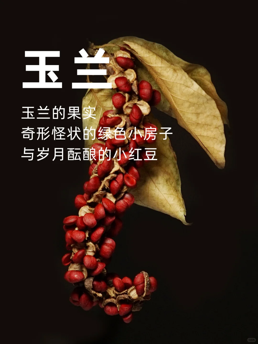 玉兰果实，经过岁月酝酿的小红豆～