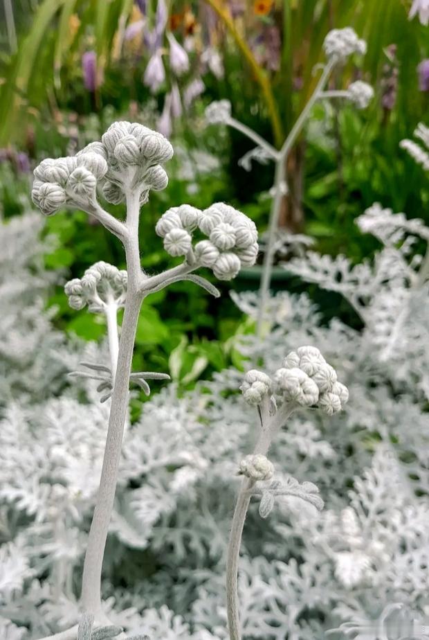 【万物静观皆自得 】植物大多数是绿色的，但也有红色、棕色的，甚至银色的。银菊花就