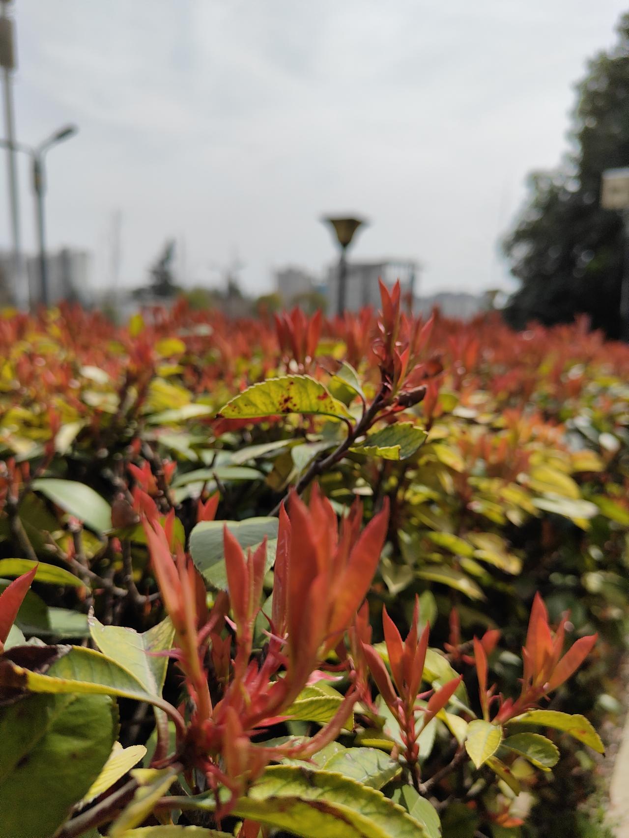 记录我的2026春天里最美不只花儿的绽放，有时春时的红叶也许，更让春色更加红火喜