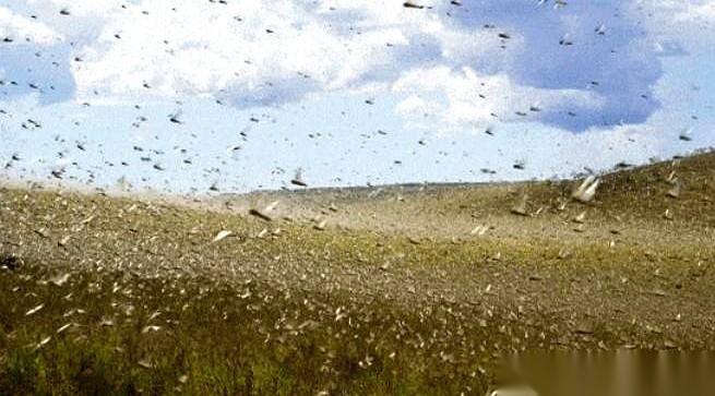 你没听错，十万只鸭子，坐着飞机，跨越大半个中国去新疆出差。
专机，空运，还有饲养
